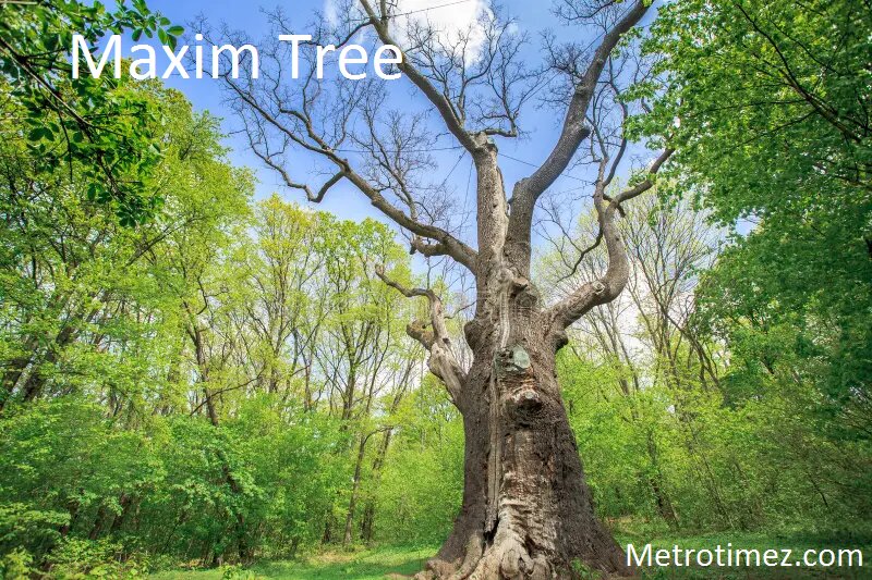 Maxim Tree