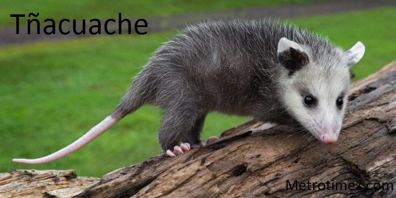 Tñacuache